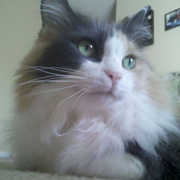 Mattie