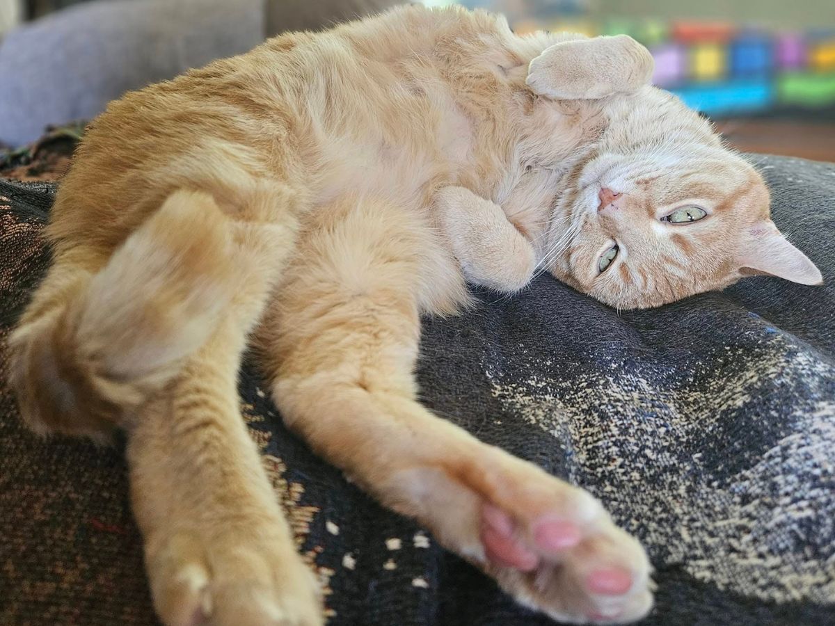 Pierre