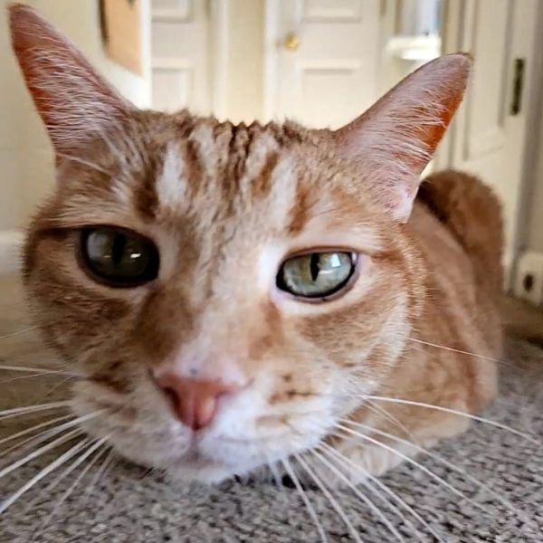 Pierre
